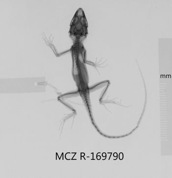 Media type: image;   Herpetology R-169790 Aspect: dorsoventral x-ray